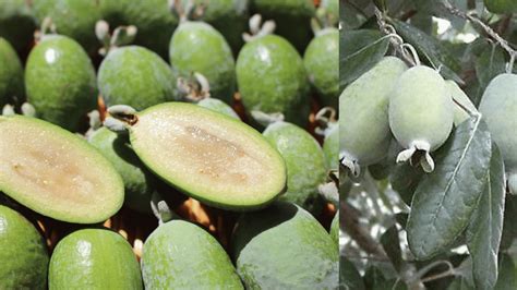 Pineapple Guava Advantages