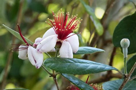 Pineapple Guava Care Uk