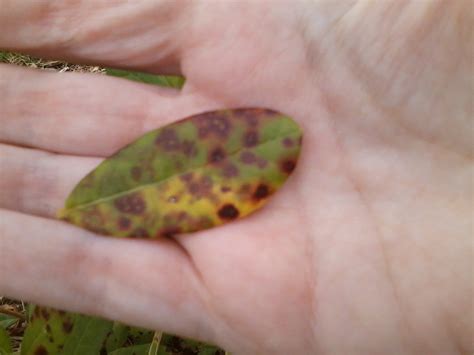 Pineapple Guava Tree Problems