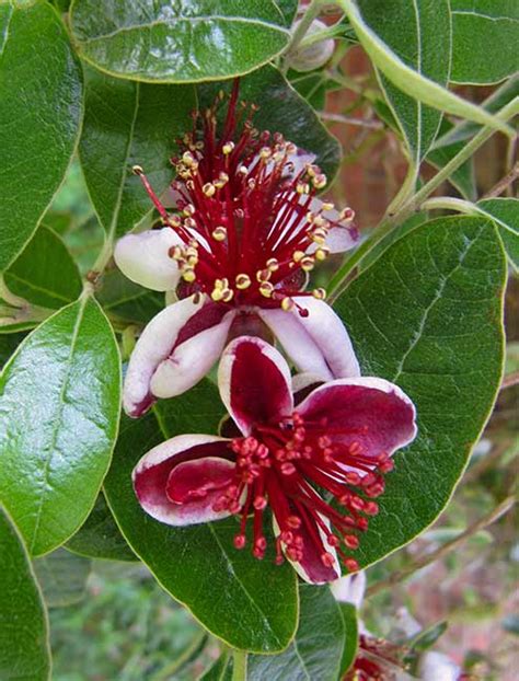 Pineapple Guava Zone 9