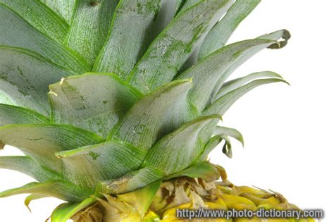 Pineapple Leaf Definition