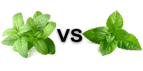 Pineapple Mint Vs Mint