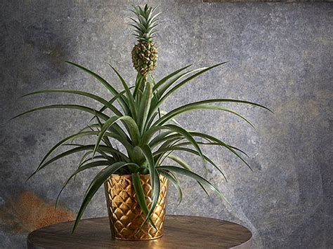 Pineapple Plant Dobbies