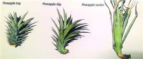 Pineapple Plant Maturity