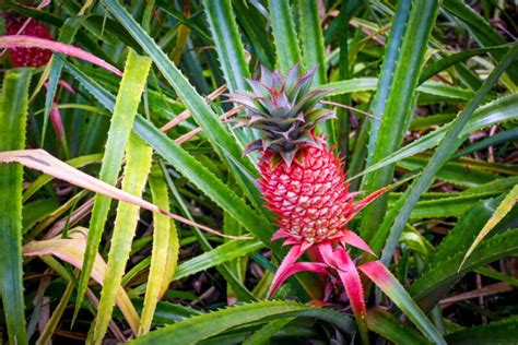 Pineapple Plant Types
