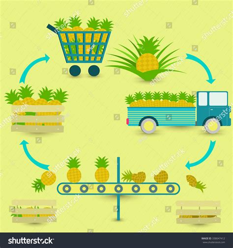 Pineapple Production Process