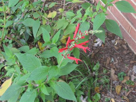 Pineapple Sage Flower Tea