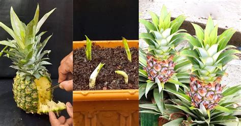 Pineapple Tree How To Grow