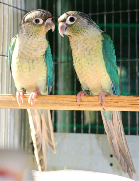 Pineapple Turquoise Conure