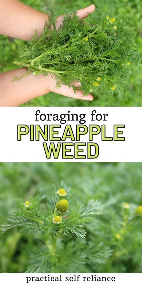 Pineapple Weed Foraging