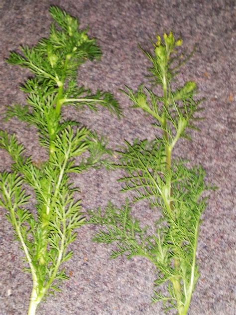 Pineapple Weed Vs Tansy