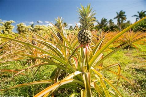 pineapples from hawaii