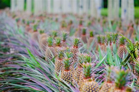 Pineapples Grow Trees