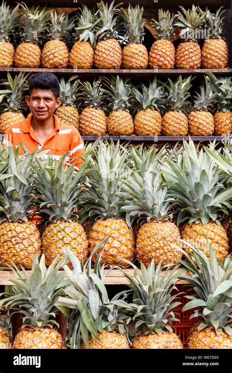 Pineapples Grown In Mexico