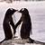 pinguinos y su pareja
