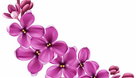 Purple And Pink Flowers PNG Transparent Purple And Pink Flowers.PNG