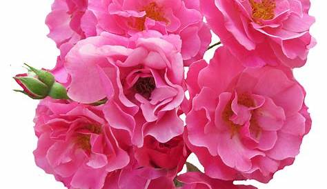 Pink flowers Rose - Peony PNG Photos png download - 1024*956 - Free