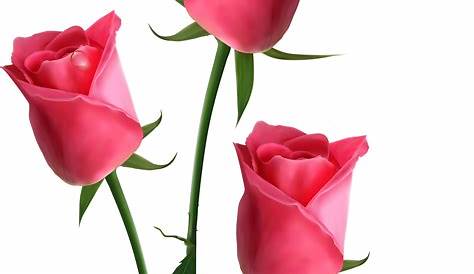 【人気ダウンロード！】 pink flower png rose 133191-Pink rose flower images png