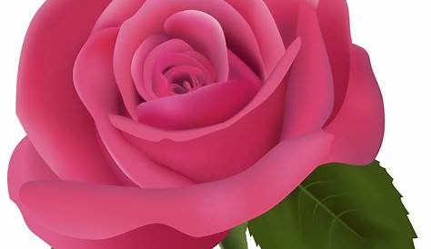 Pink Rose PNG Clipart Image - Best WEB Clipart