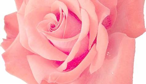 Set Of Pink Roses, Roses, Rose, Pink Rose PNG Transparent Clipart Image