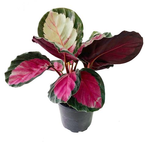 Buy Pink Plant Pack Calathea Roseopicta, Earth Star, Polka Dot Plant