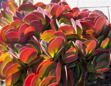 11 Pretty Pink Succulents for Your Dead Garden
