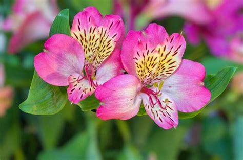 pink alstroemeria flower meaning