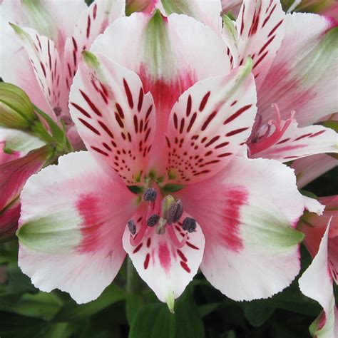 pink and white alstroemeria