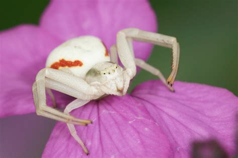 pink and white crab spider