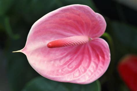 Discover the Beauty of Pink Anthurium Flowers