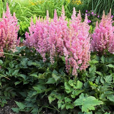 Discover the Secret Charms of Pink Astilbe in Your Garden