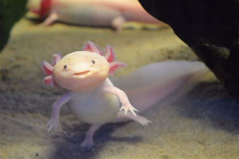 pink axolotl real life