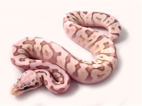 Pink Ball Python: Exotic Pet Secrets Revealed