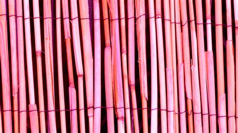 Pink Bamboo