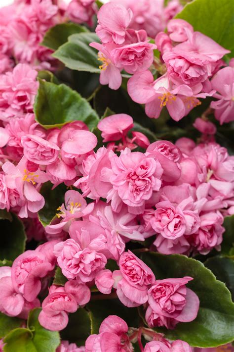 Mysteries of the Pink Begonia Bloom