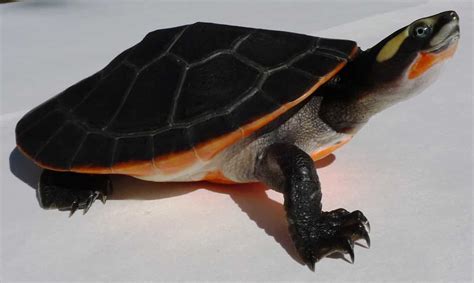 Mysteries of the Pink Belly Sideneck Turtle: An Underwater Wonder Unveiled