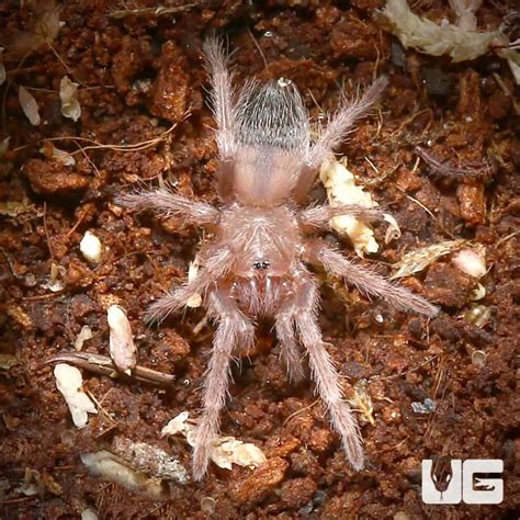 Pink Birdeater Tarantula: Unique Pet Care Tips