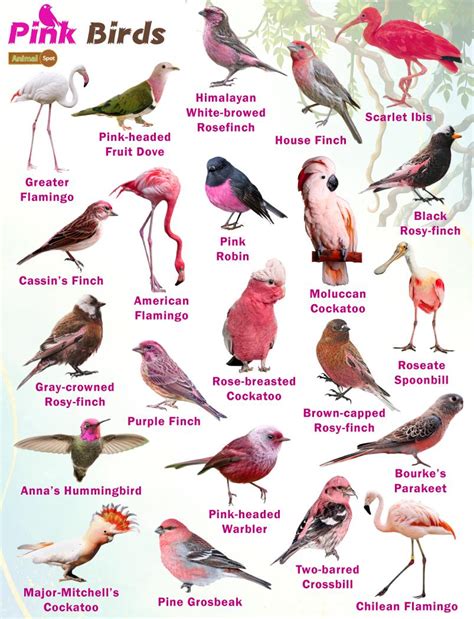 Discover the Enigmatic Charm of Pink Birds