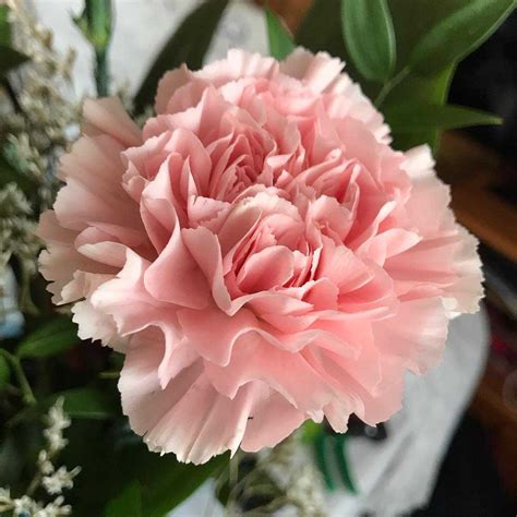 Mystery Behind Pink Carnations Unveiled