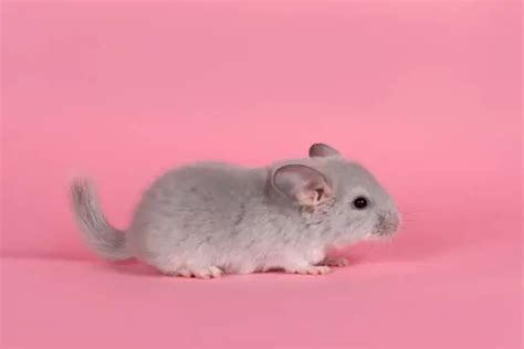 Rare Pink Chinchilla: Must-See Exotic Discovery
