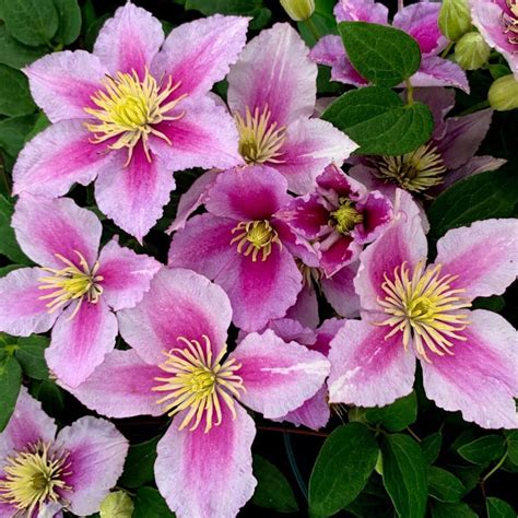 Pink Clematis Group 2