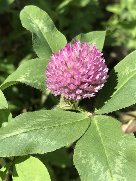 Mysterious Benefits of Pink Clover Unveiled