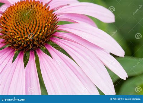 pink cone flower
