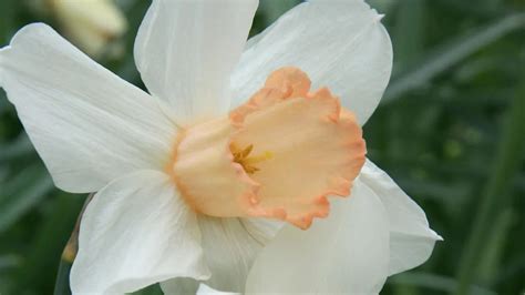 Unveiling the Beauty and Symbolism of Pink Daffodils