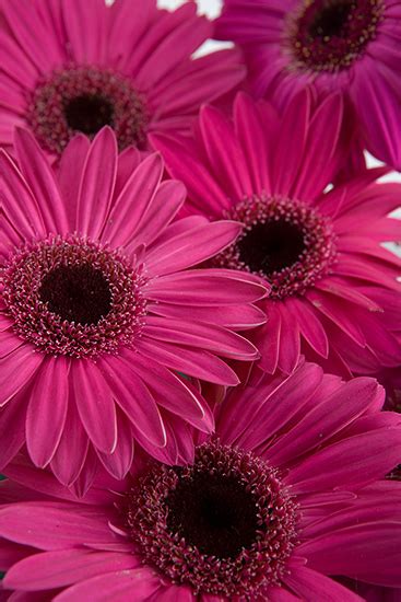 Pink Daisies: Rare Bloom Secrets Uncovered