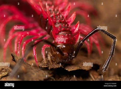 Pink Dragon Millipede Mystery: Unique Insect Species Unveiled