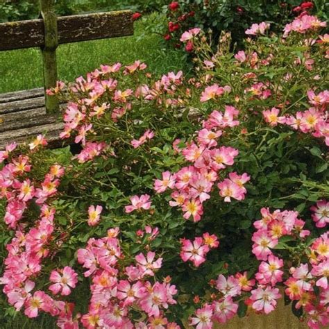 Unlock the Beauty of Pink Drift Rose: A Must-Have Garden Gem