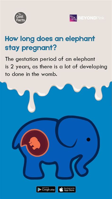 pink elephant pregnancy loss