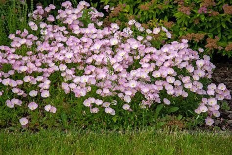 Unlocking the Beauty Secrets of Pink Evening Primrose