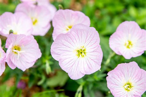 Pink Evening Primrose Uses
